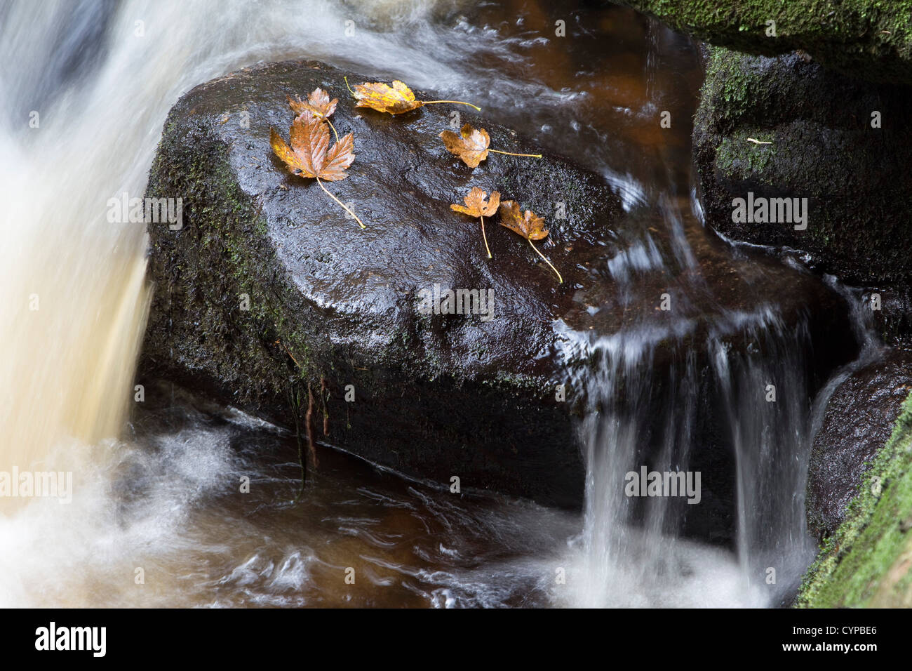 Padley gorge cascate del Peak District Inghilterra Regno Unito Foto Stock