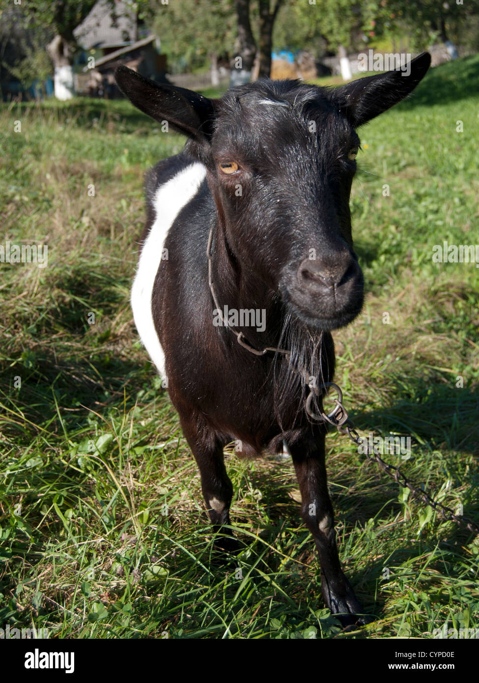 Capra pascolato su un prato Foto Stock