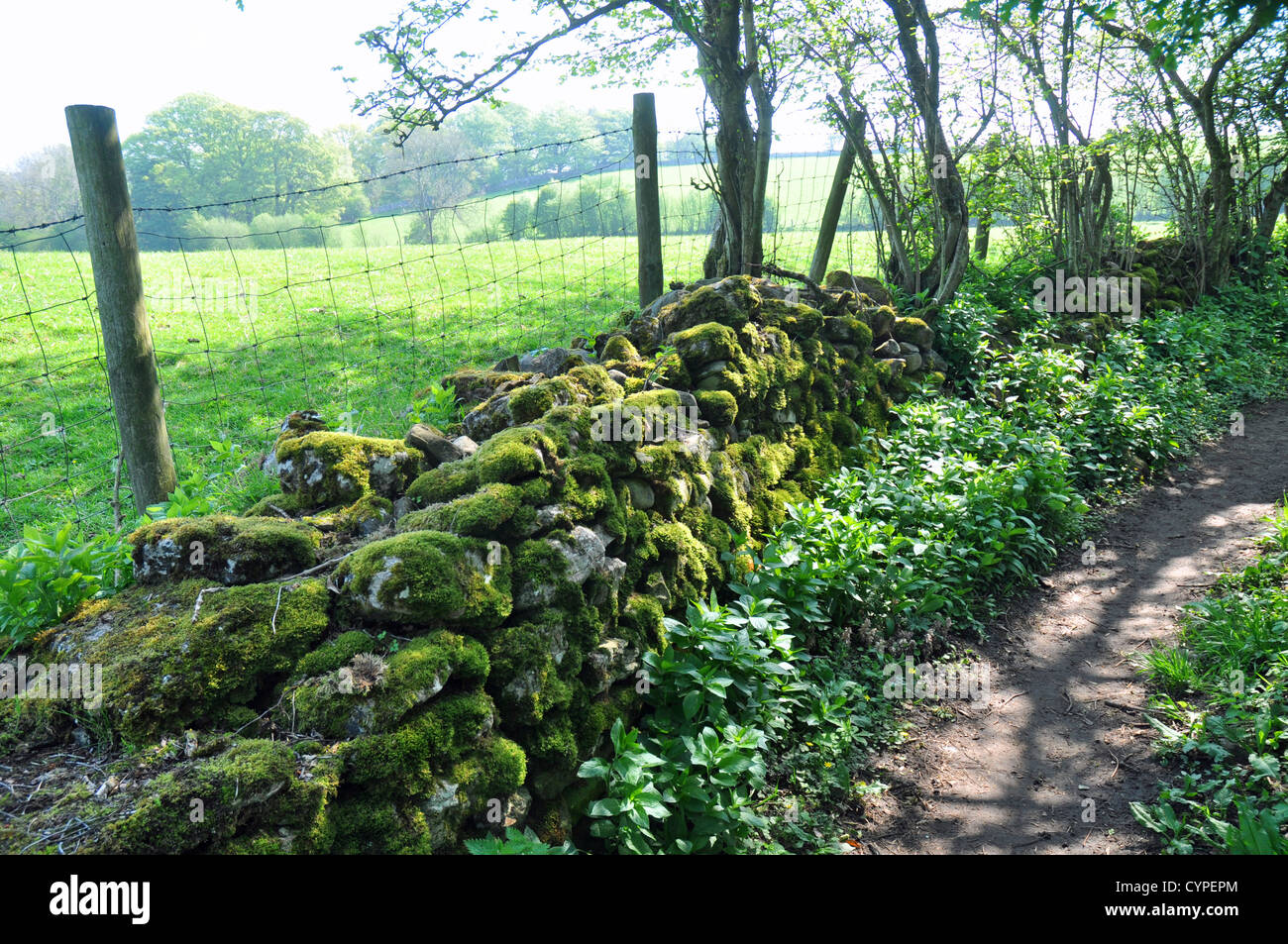 Il vecchio muro di muschio su un sentiero vicino alla città. Foto Stock
