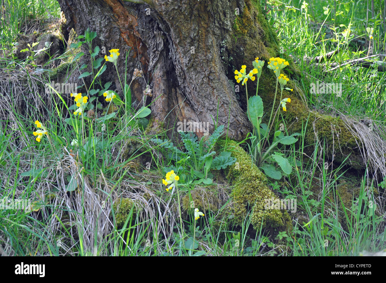 Cowslip fiori spontanei sotto un vecchio albero Foto Stock