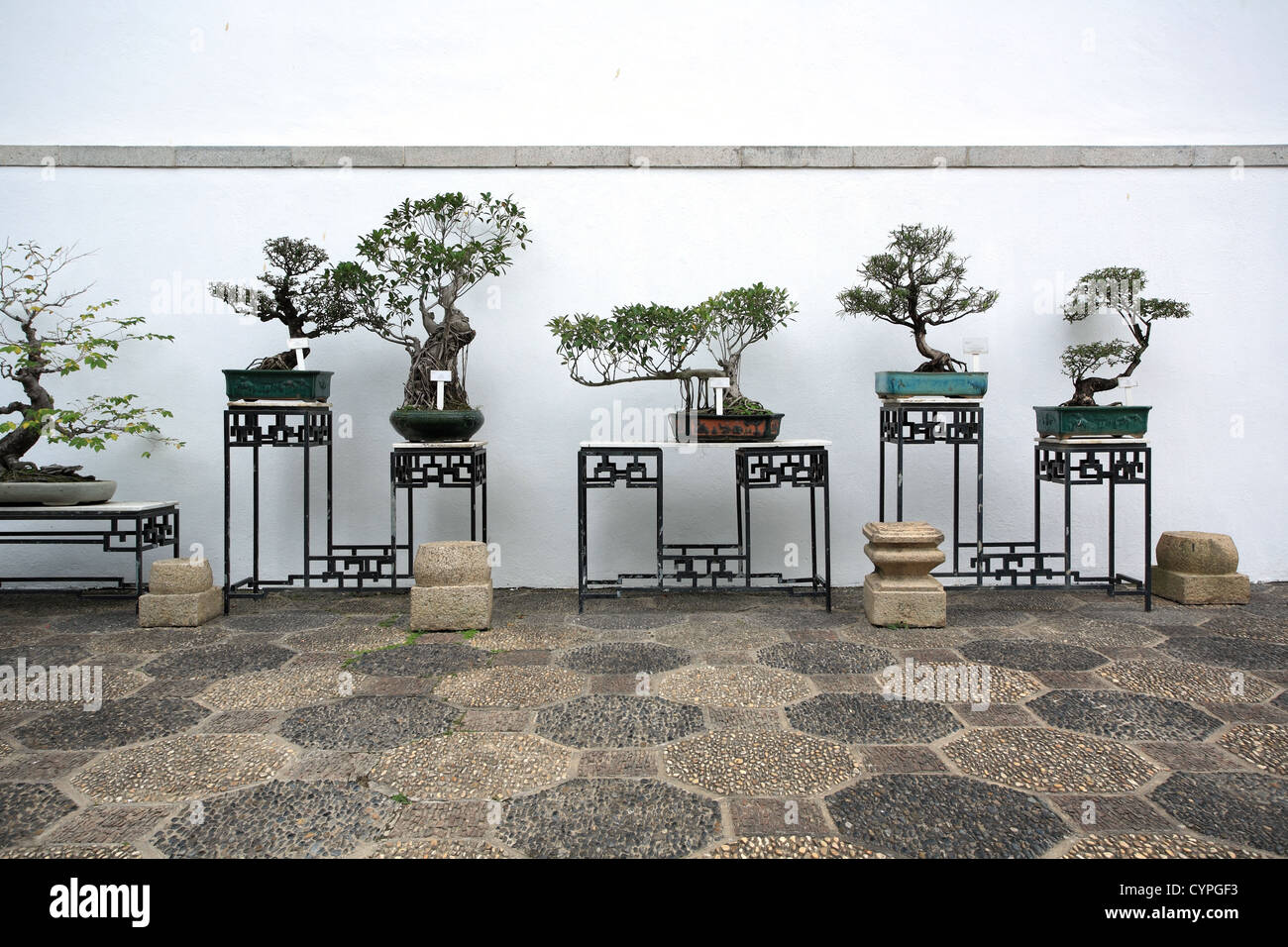 Bonsai in un giardino di stile cinese Foto Stock