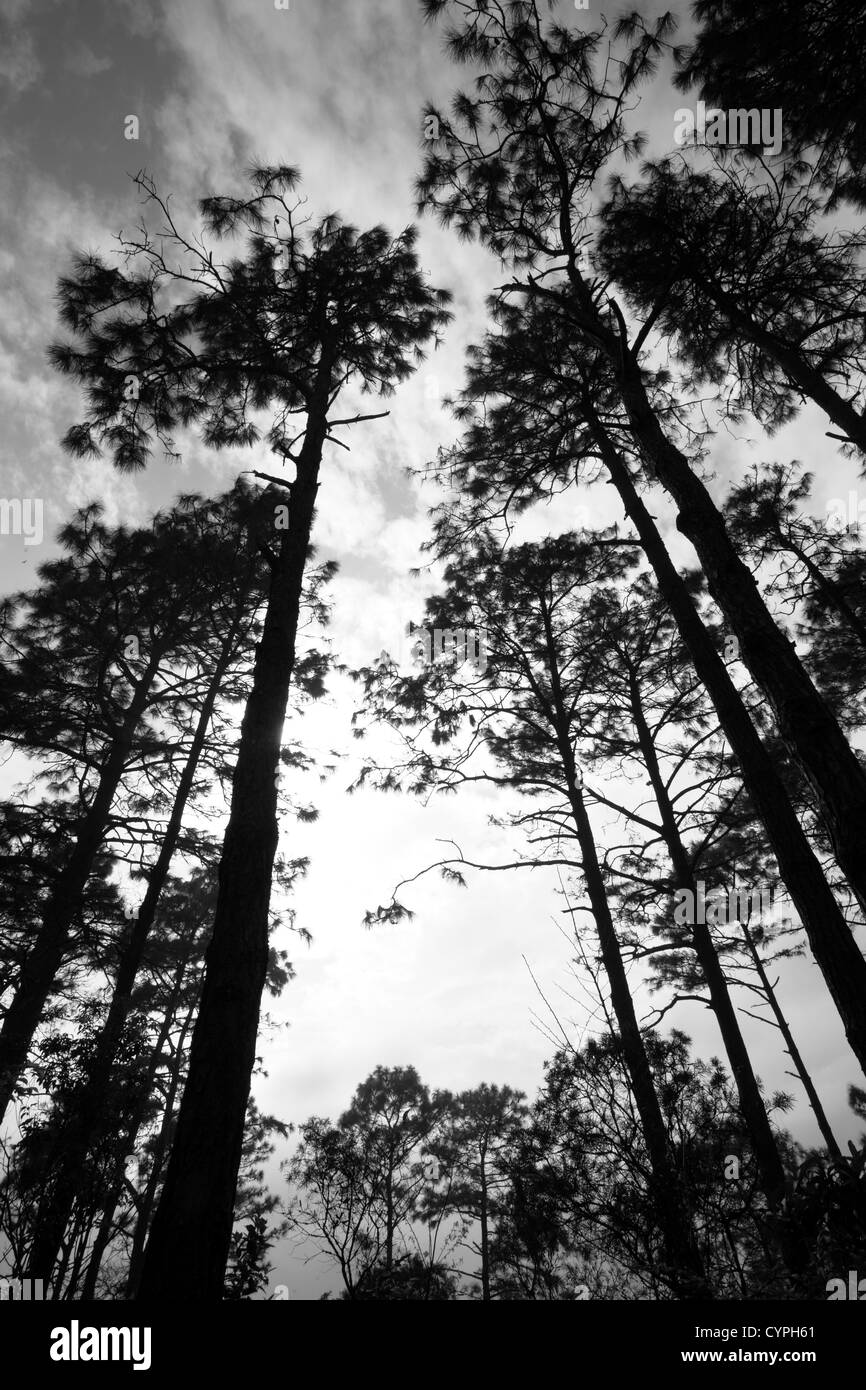 Foresta con molti alberi Foto Stock