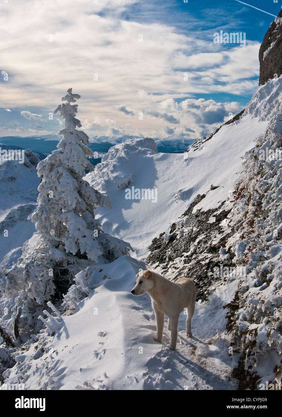 Ciucas paesaggio di montagna Foto Stock