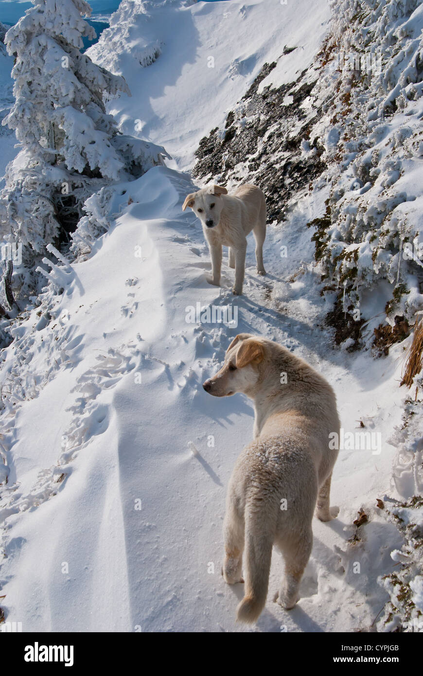 Ciucas paesaggio di montagna Foto Stock