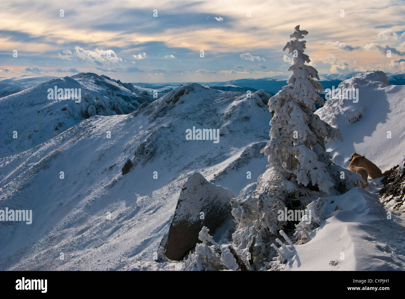 Ciucas paesaggio di montagna Foto Stock