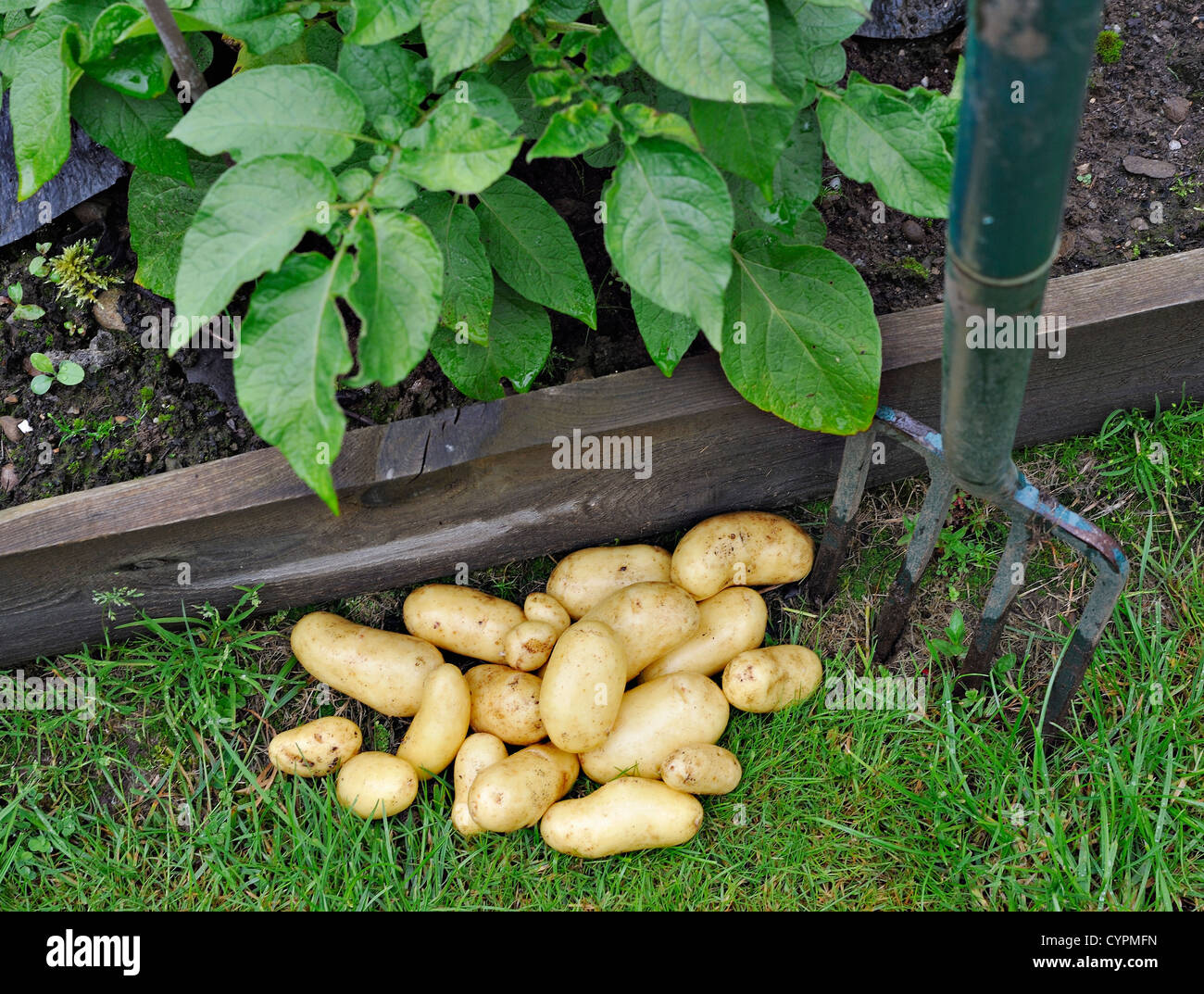 Appena scavato shaw di Charlotte insalata di patate Foto Stock