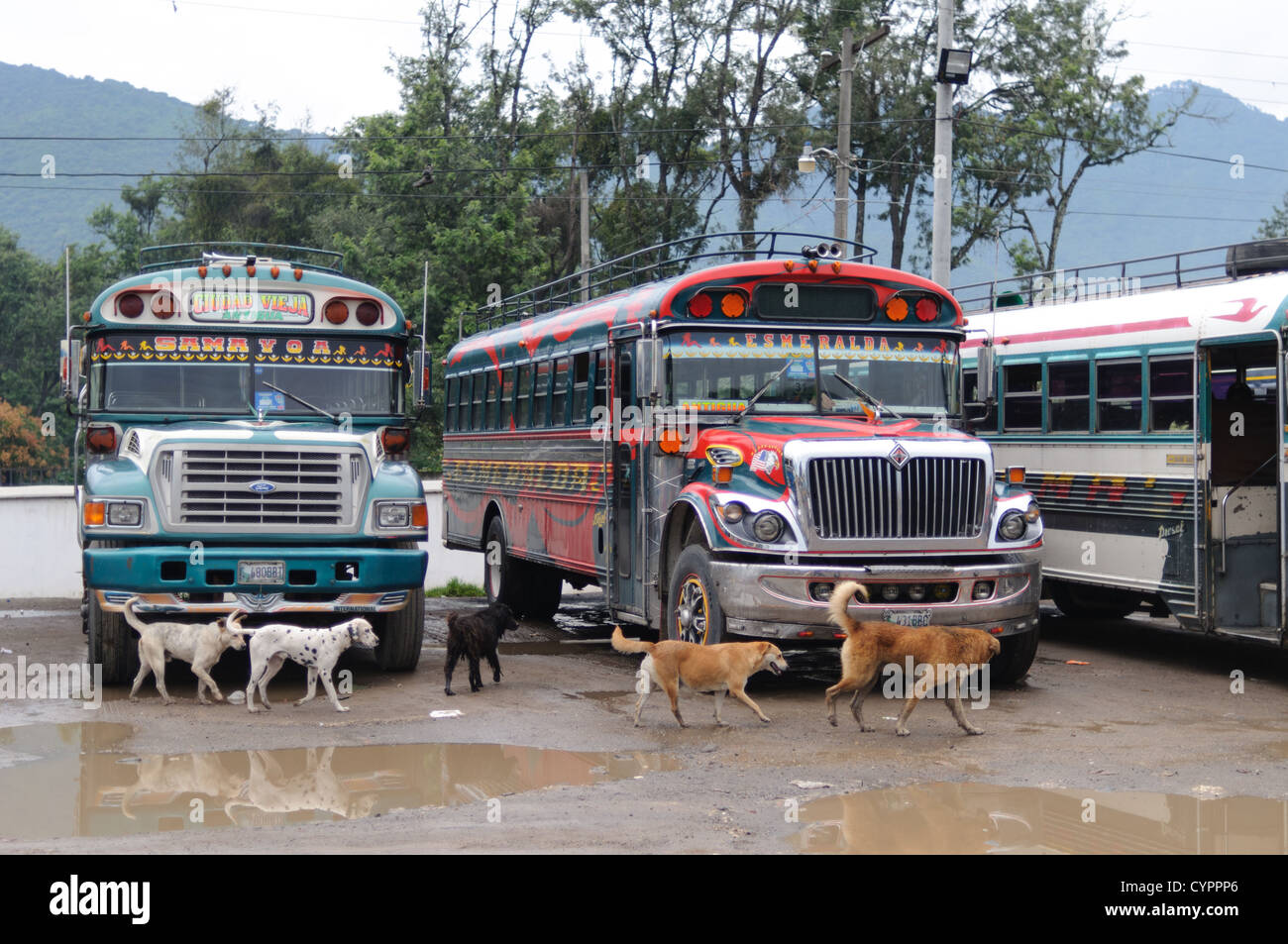 ANTIGUA GUATEMALA, Guatemala — Un gruppo di cani mulino intorno agli autobus di pollo dietro il Mercado Municipal (mercato cittadino) ad Antigua, Guatemala. Da questo ampio interscambio centrale di autobus, i percorsi si irradiano attraverso il Guatemala. Spesso verniciati con colori vivaci, gli autobus a base di pollo sono scuolabus americani adattati e forniscono un mezzo di trasporto economico in tutto il paese. Foto Stock