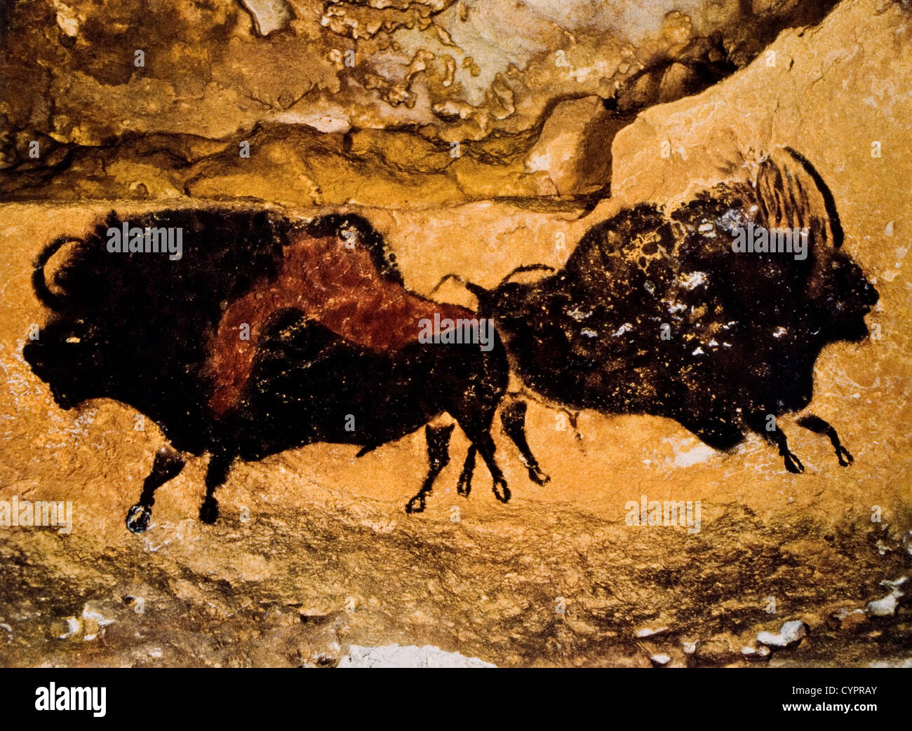 Pittura rupestre, due bisonti preistorici, Lascaux, Francia Foto Stock