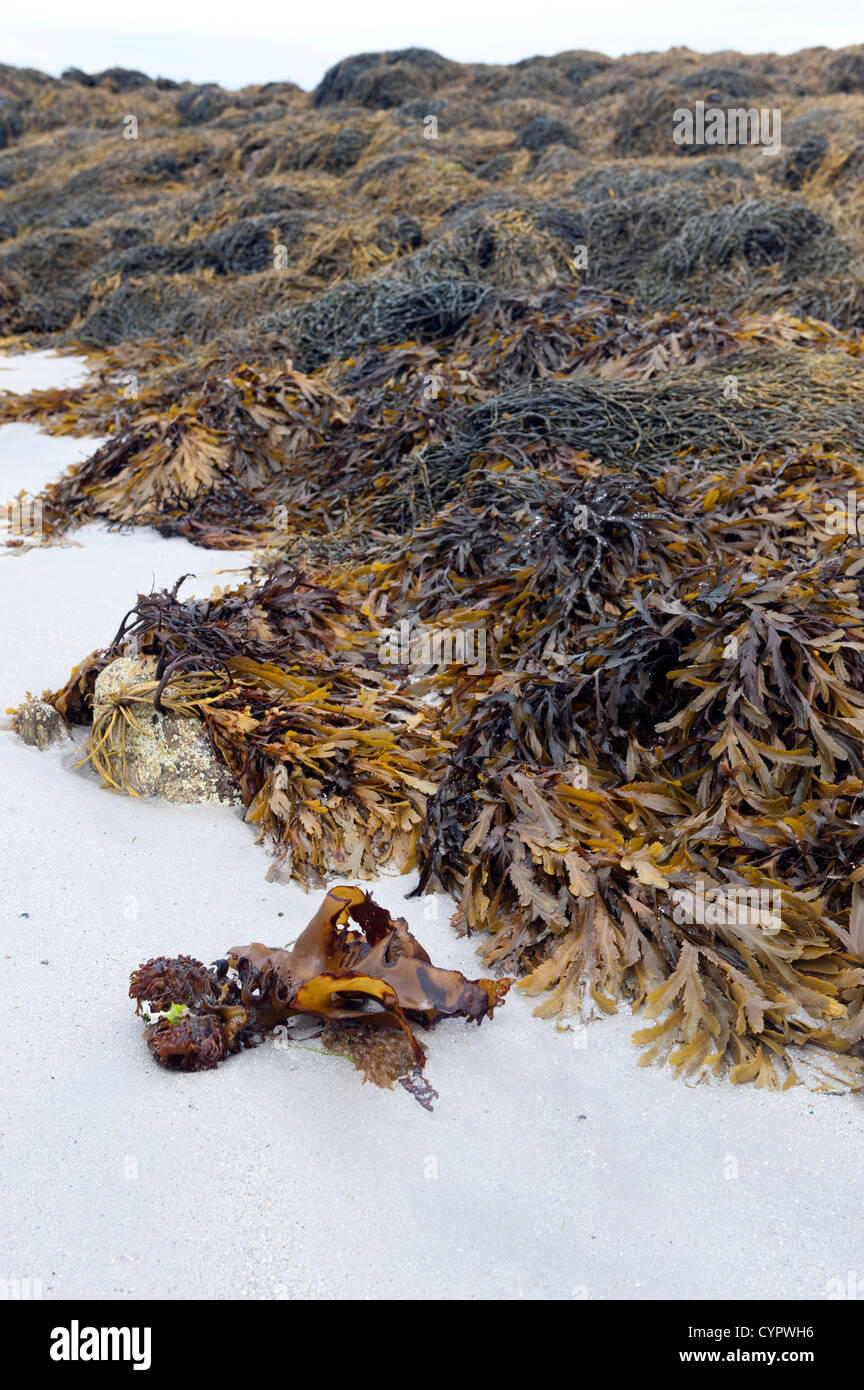 Le alghe sulle rocce sull isola di Tiree, Ebridi Interne in Scozia. Foto Stock