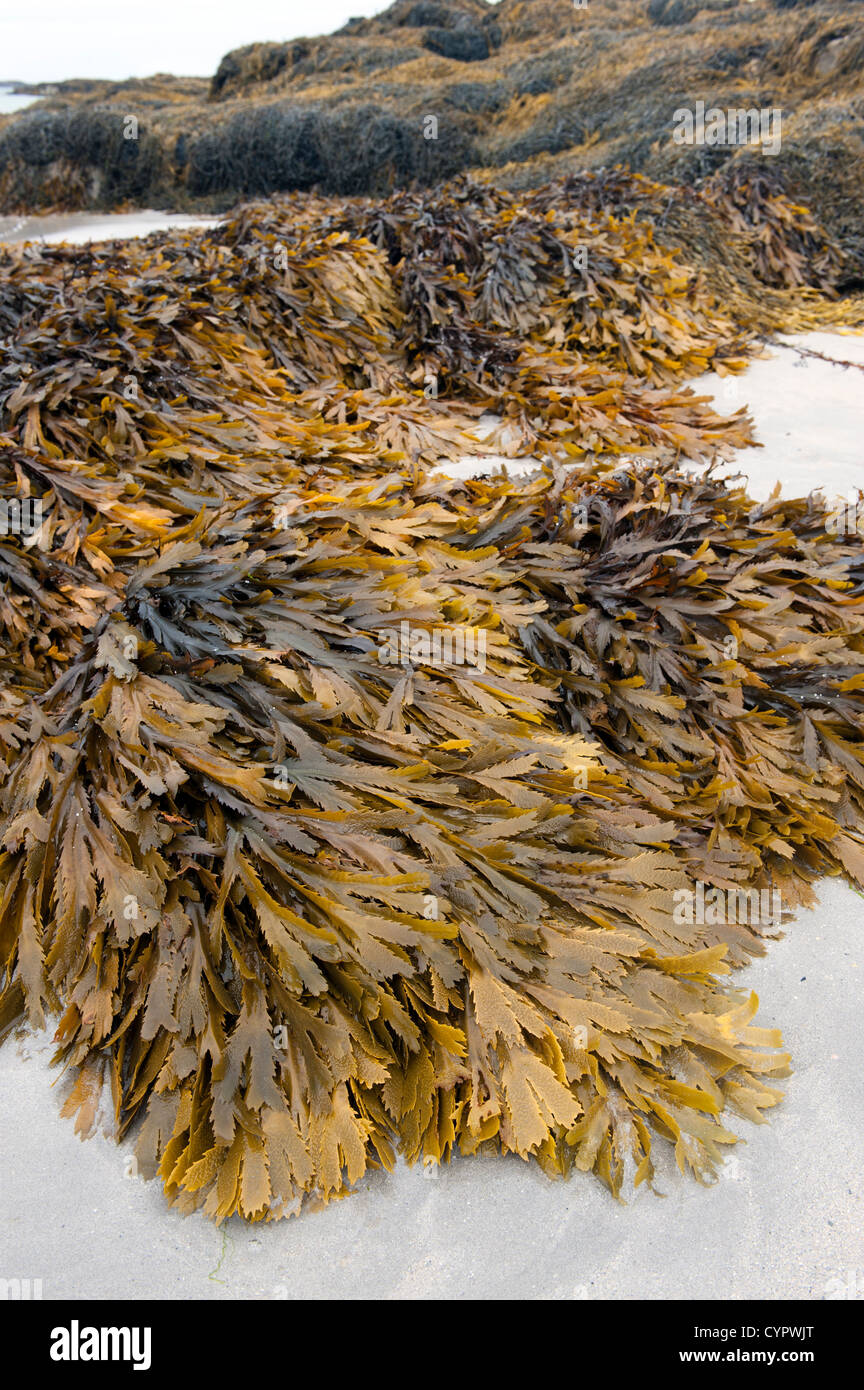 Le alghe sulle rocce sull isola di Tiree, Ebridi Interne in Scozia. Foto Stock