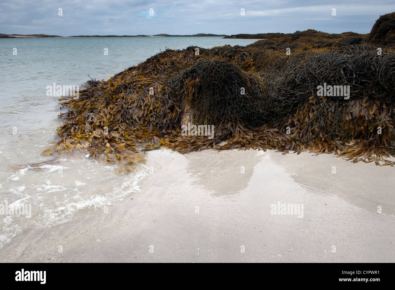 Le alghe sulle rocce sull isola di Tiree, Ebridi Interne in Scozia. Foto Stock