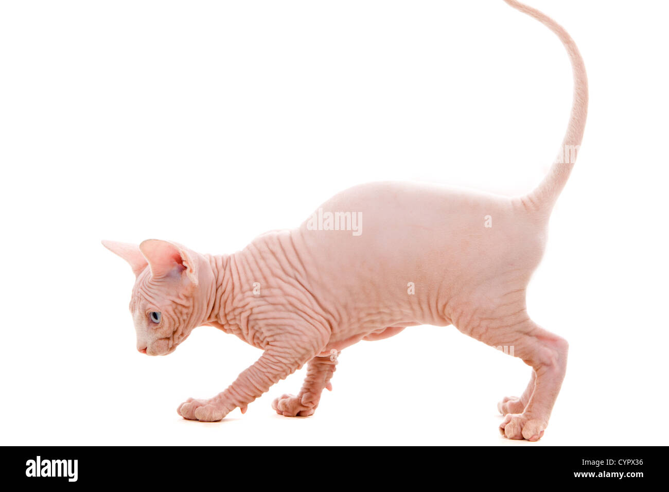 Giovani sphinx gattino isolato su bianco - bold e carino Foto Stock