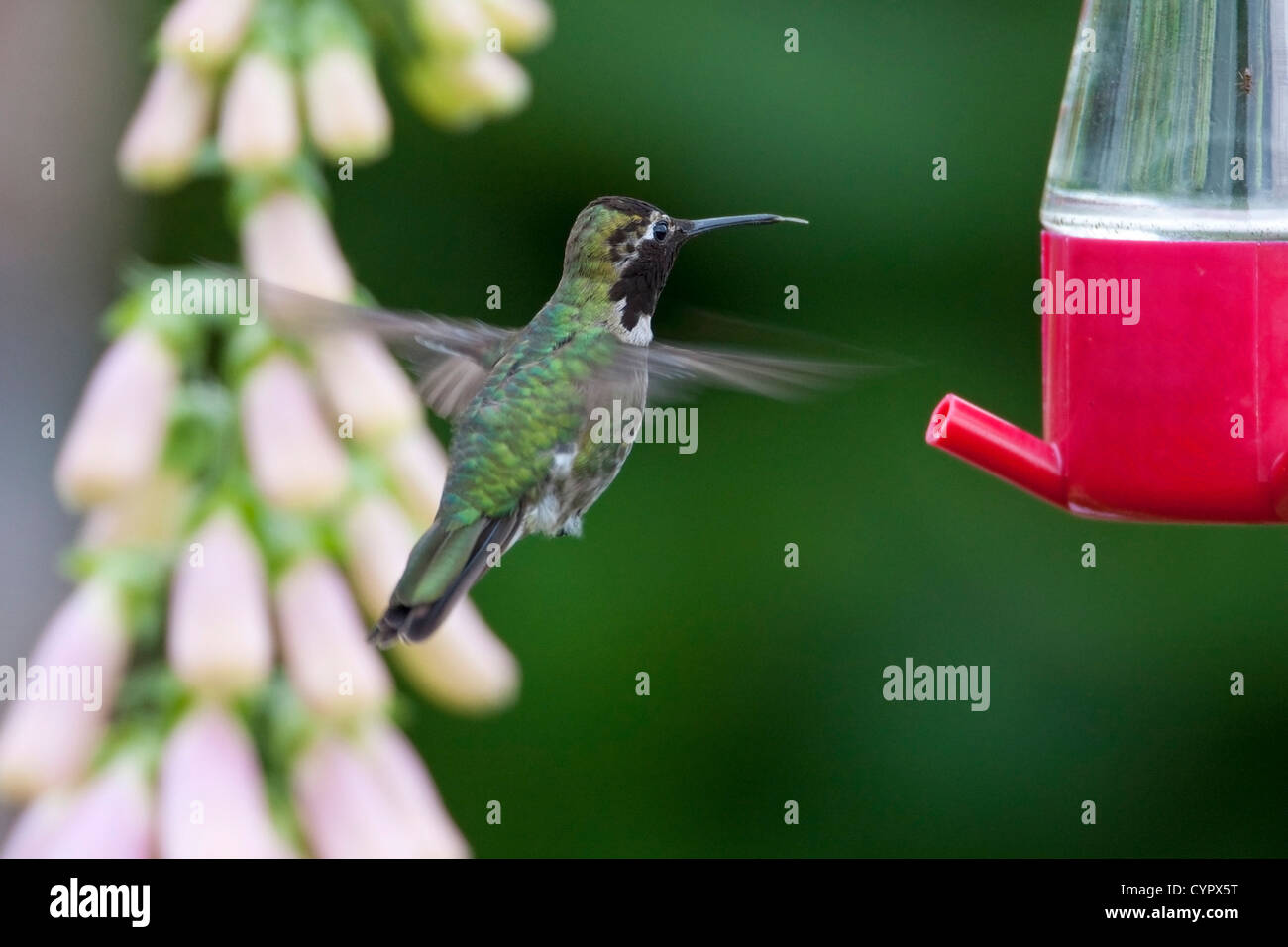 Anna (Hummingbird Calypte anna) maschio in bilico & alimentando ad un colibrì alimentatore di Nanaimo, Vancouver è. BC, Canada in giugno Foto Stock