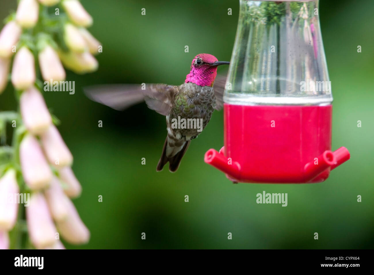 Anna (Hummingbird Calypte anna) maschio in bilico & alimentando ad un colibrì alimentatore di Nanaimo, Vancouver è. BC, Canada in giugno Foto Stock