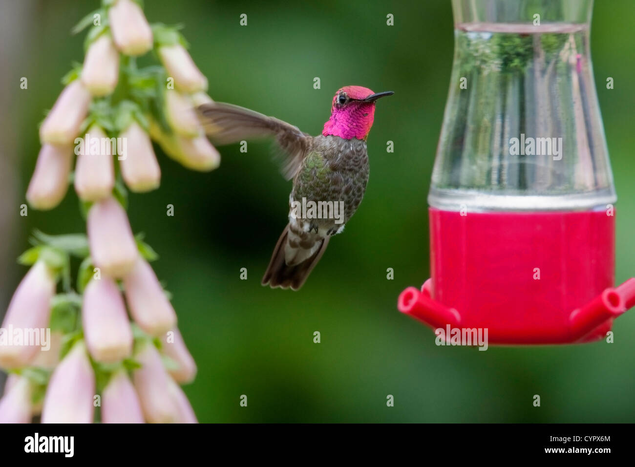 Anna (Hummingbird Calypte anna) maschio in bilico & alimentando ad un colibrì alimentatore di Nanaimo, Vancouver è. BC, Canada in giugno Foto Stock