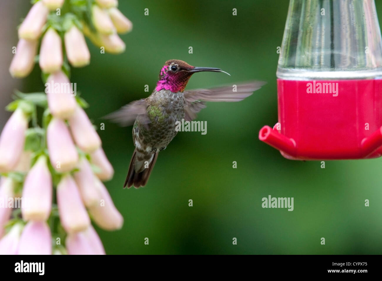 Anna (Hummingbird Calypte anna) maschio in bilico & alimentando ad un colibrì alimentatore di Nanaimo, Vancouver è. BC, Canada in giugno Foto Stock
