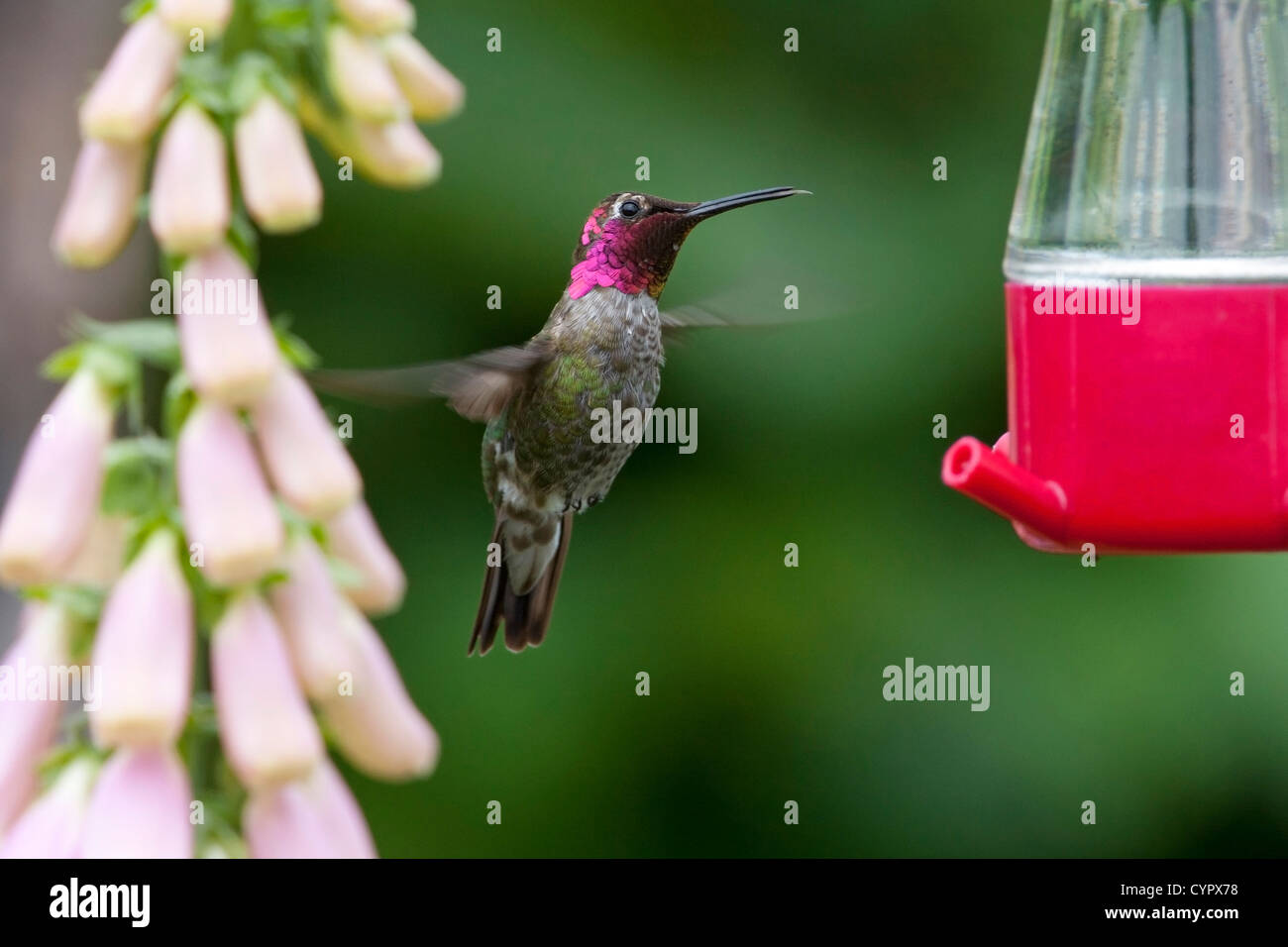 Anna (Hummingbird Calypte anna) maschio in bilico & alimentando ad un colibrì alimentatore di Nanaimo, Vancouver è. BC, Canada in giugno Foto Stock