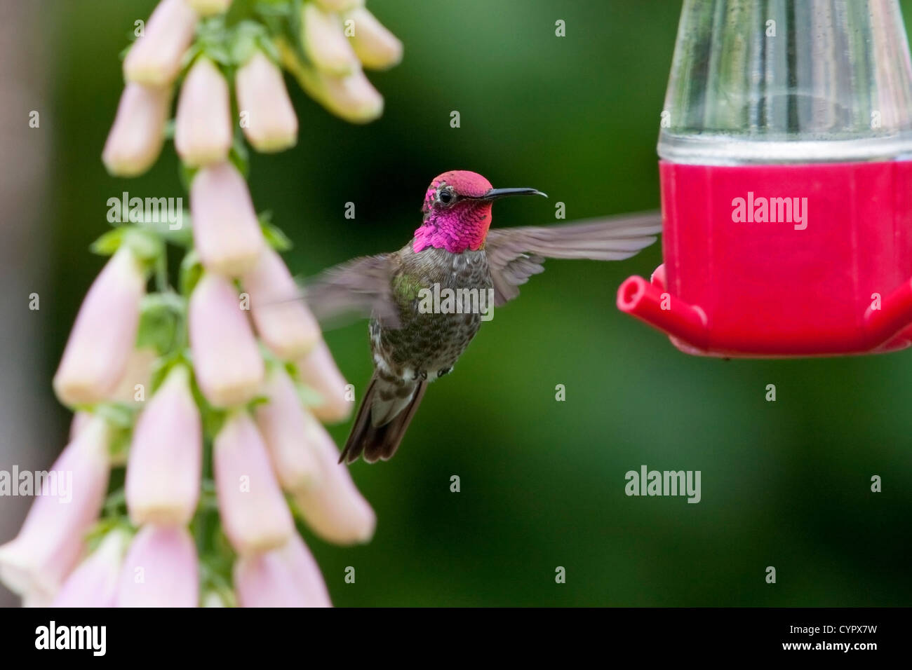 Anna (Hummingbird Calypte anna) maschio in bilico & alimentando ad un colibrì alimentatore di Nanaimo, Vancouver è. BC, Canada in giugno Foto Stock