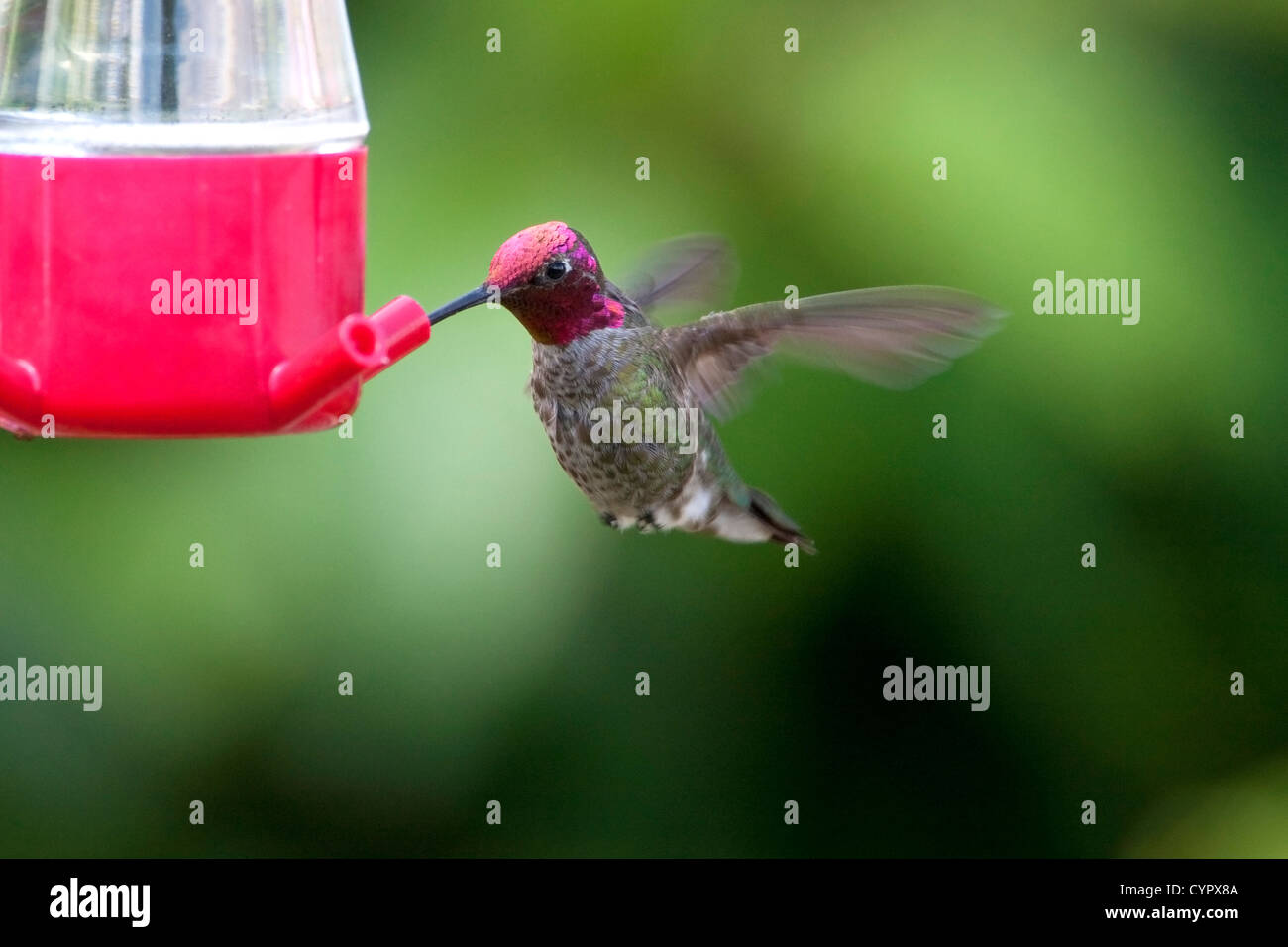 Anna (Hummingbird Calypte anna) maschio in bilico & alimentando ad un colibrì alimentatore di Nanaimo, Vancouver è. BC, Canada in giugno Foto Stock