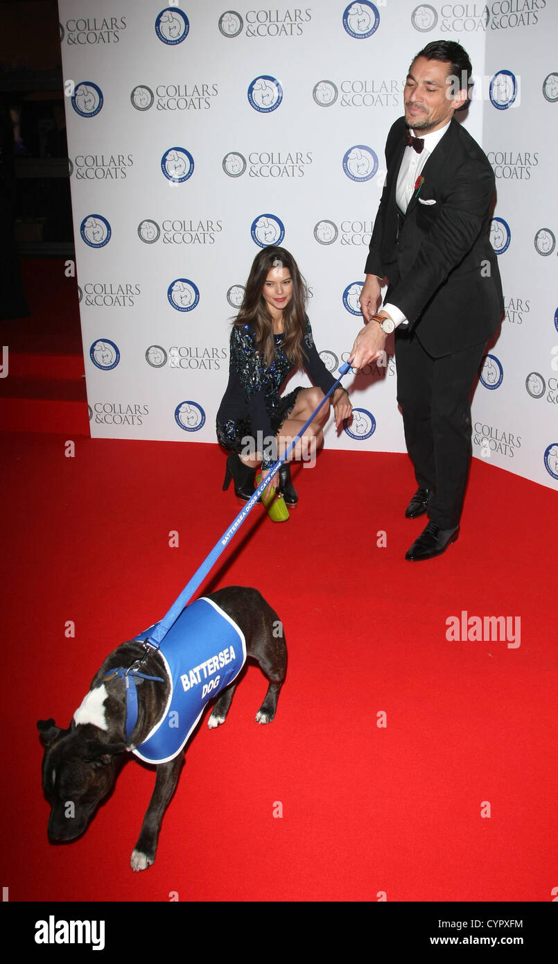 SARAH ANN MACKLIN & DAVID GANDY COLLARI & CAPPOTTI GALA BAL Londra Inghilterra REGNO UNITO 08 Novembre 2012 Foto Stock