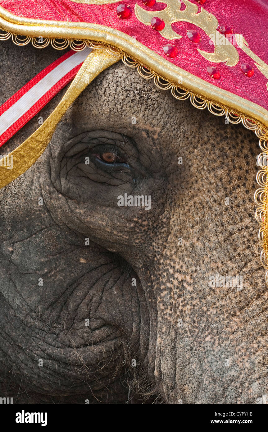 Elefanti a annuale di grande Circus Parade di Milwaukee, Wisconsin. Foto Stock