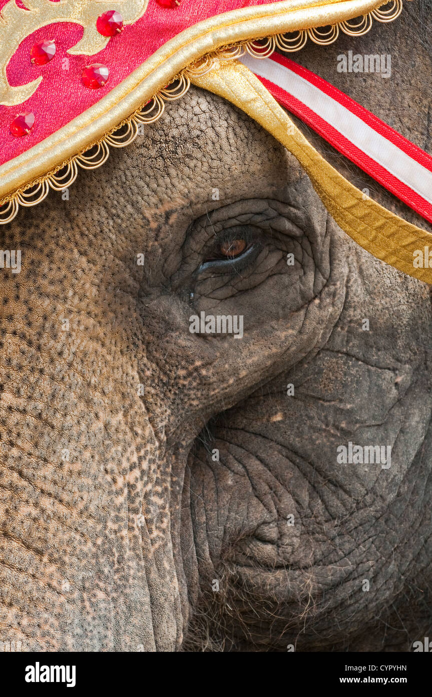 Elephant volto all'annuale Grande Circus Parade di Milwaukee, Wisconsin. Foto Stock