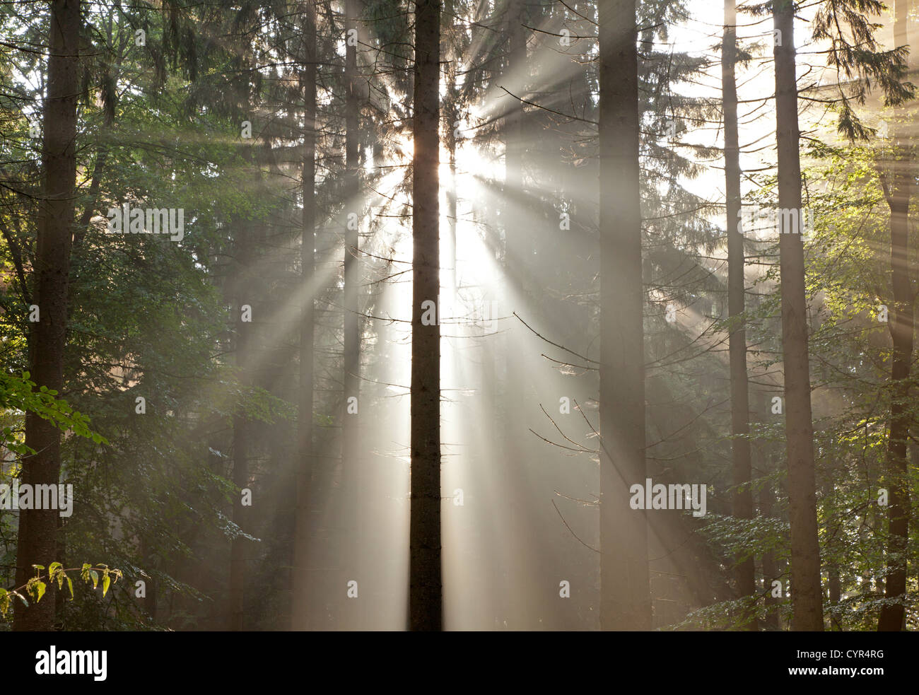 Raggi di sole nel bosco Foto Stock