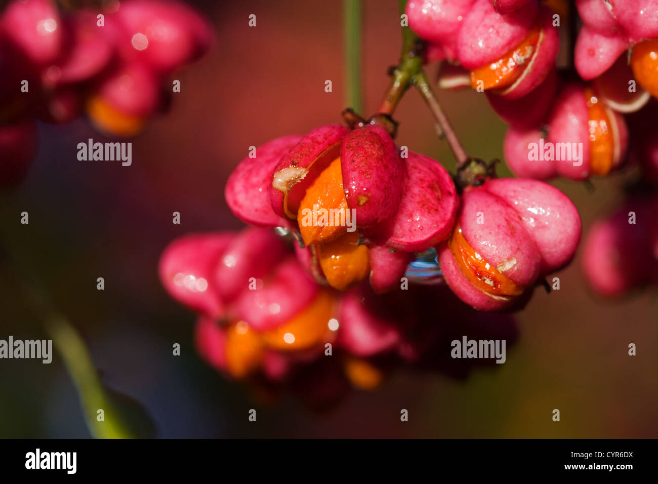 Frutto del mandrino o alberino tree (Euonymus). Foto Stock