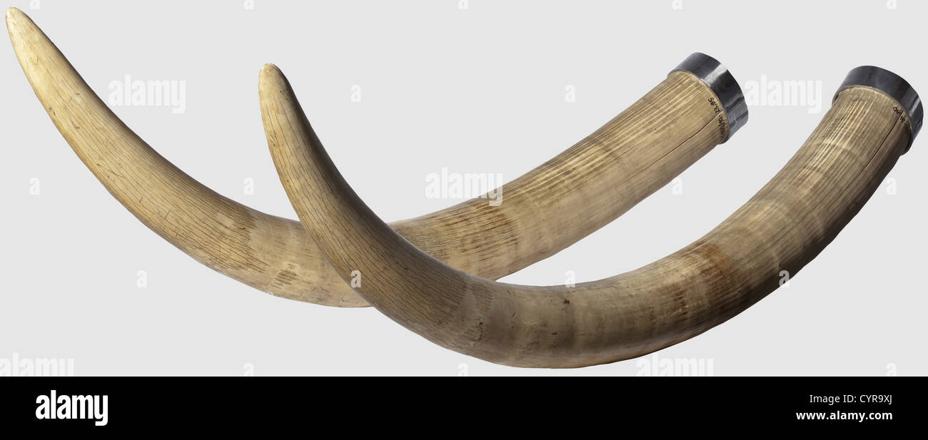 Un paio di tuschi elefanti, Africa, 20 ° secolo UN paio di tuschi da un elefante africano (Loxodonta africana). Le estremità inferiori delle zecche rinforzate con anelli in ferro cromato e riempite con intonaco munito di recipienti per barre quadrangolari. Segni di invecchiamento e incrinature di espansione. Lunghezze 177 e 184 cm. Pesi 23.95 e 24.4 kg. Certificato CITES disponibile, storico, storico, caccia, caccia, caccia, utensil, attrezzatura, utensili, trofei, oggetto, oggetti, fermi, clipping, ritaglio, ritaglio, ritaglio, ritaglio, ritaglio, ritaglio, diritti aggiuntivi-clearences-non disponibili Foto Stock