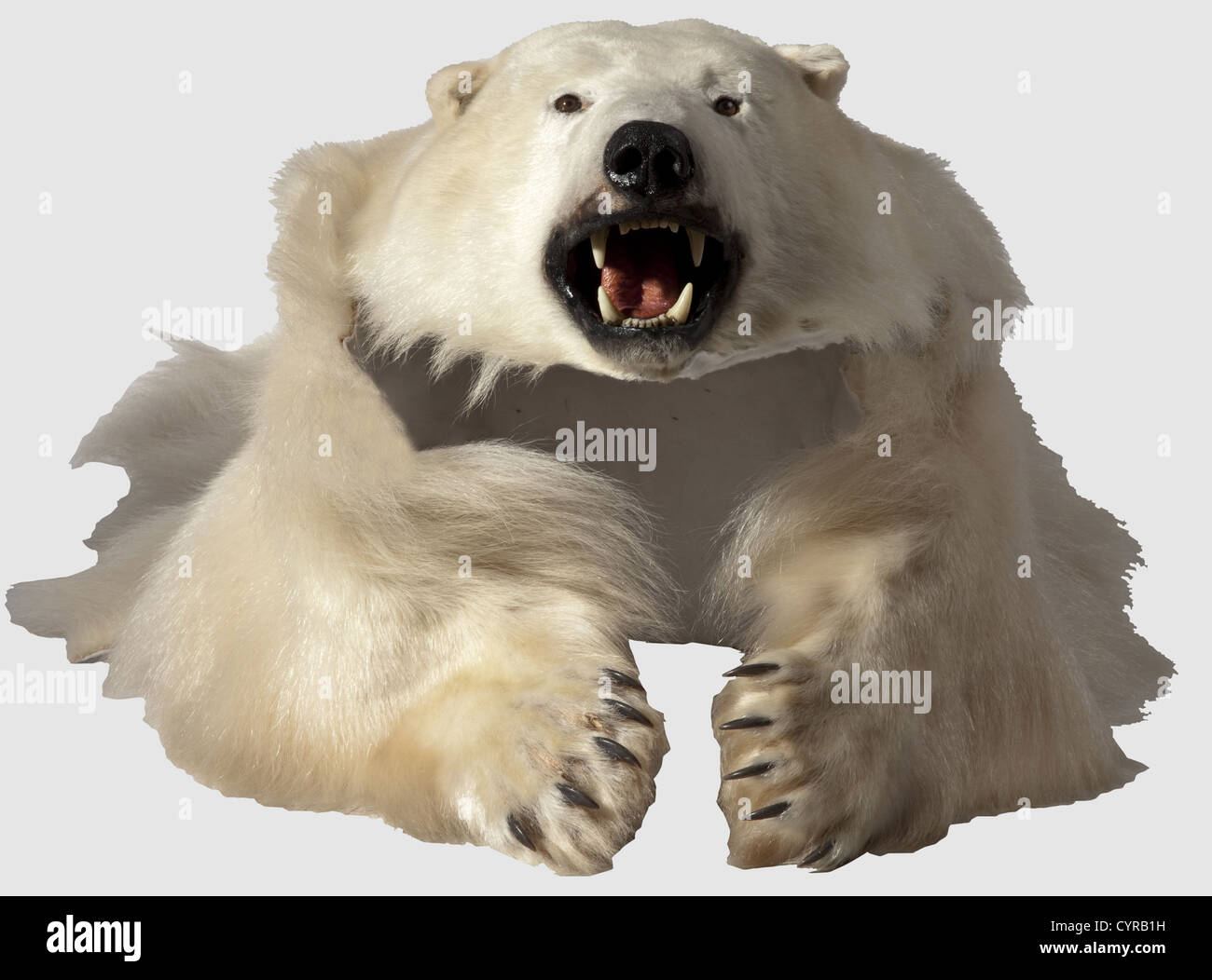 Pelle di un orso polare, Groenlandia, XX secolo il pelliccia di un orso  polare maschile (Ursus maritimus) con una testa a vita, correttamente  tassidermised. Su un supporto in tessuto bianco. Lunghezza 248