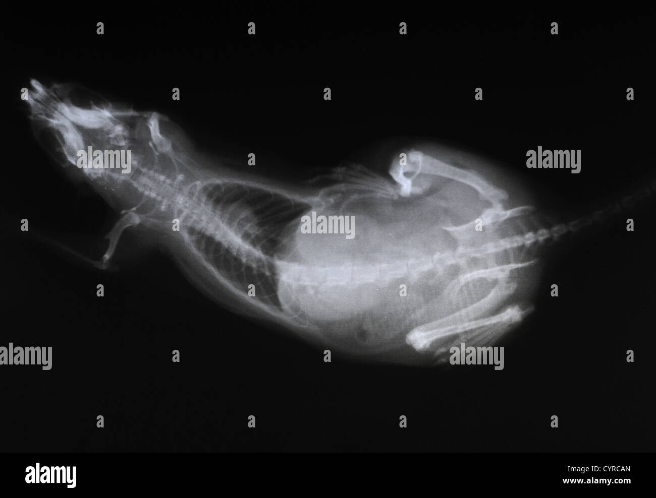 X-ray foto del corpo di ratto Foto Stock