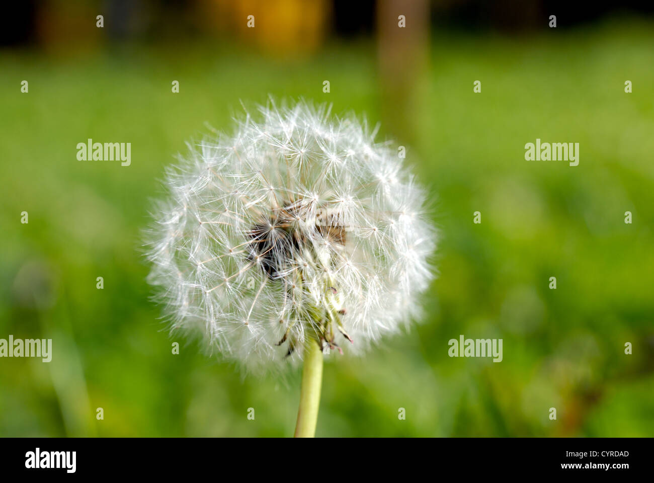 Simeone un paracadute nella forma di un anthodium di tarassaco su uno sfondo di erba verde Foto Stock