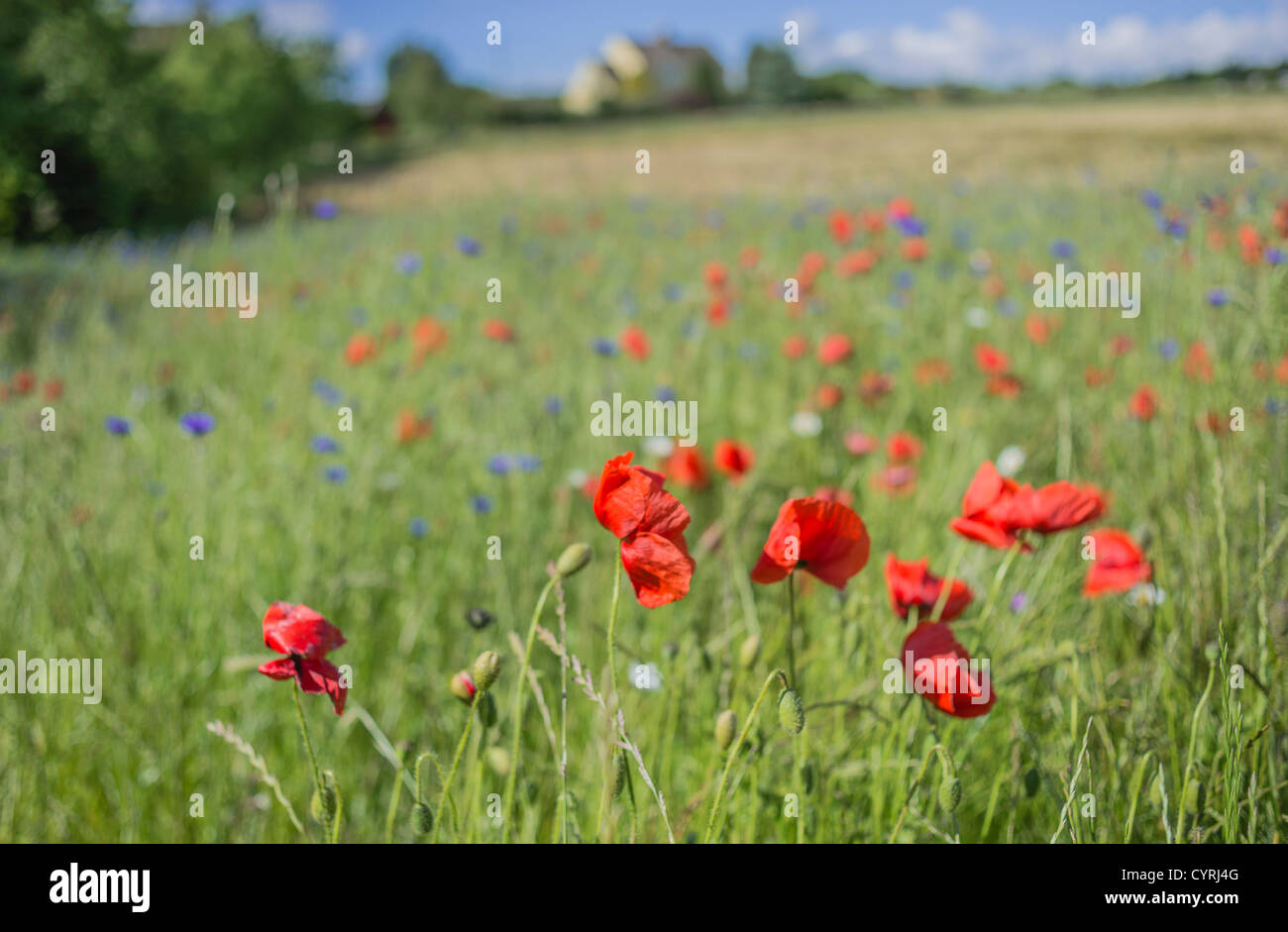 Fiori selvatici in un campo Foto Stock