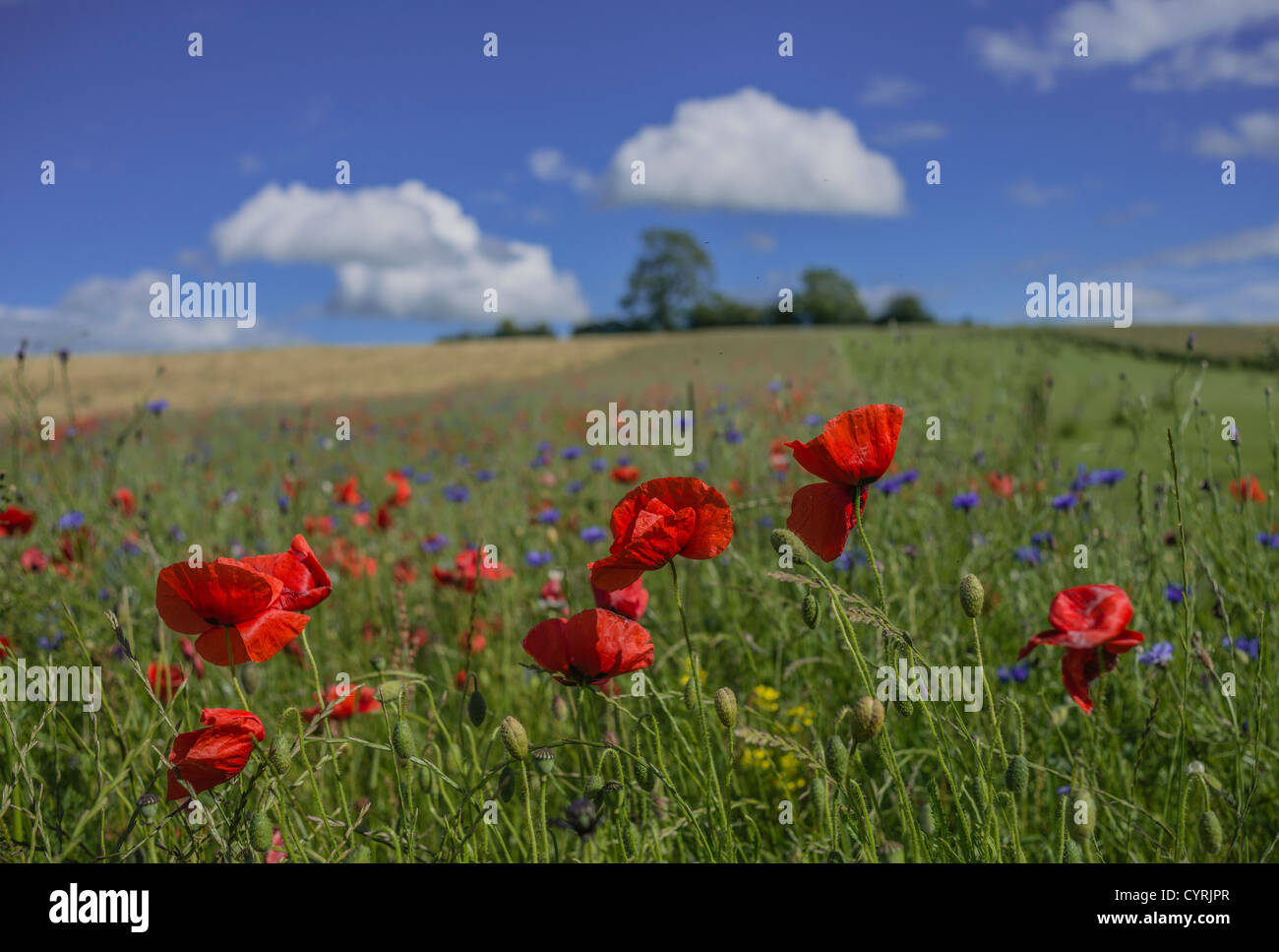 Fiori selvatici in un campo Foto Stock