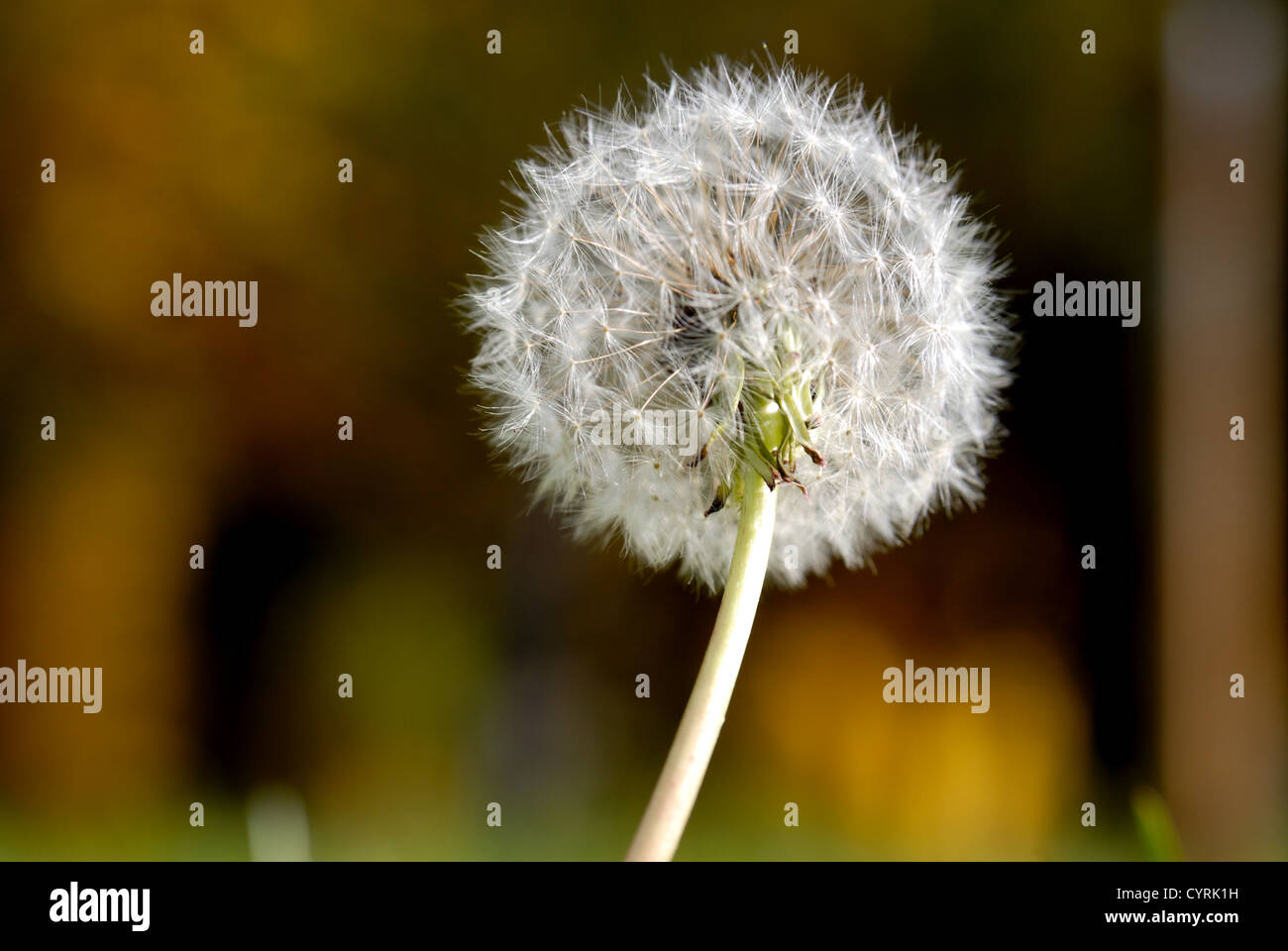 Simeone un paracadute nella forma di un anthodium di tarassaco su uno sfondo di erba verde Foto Stock