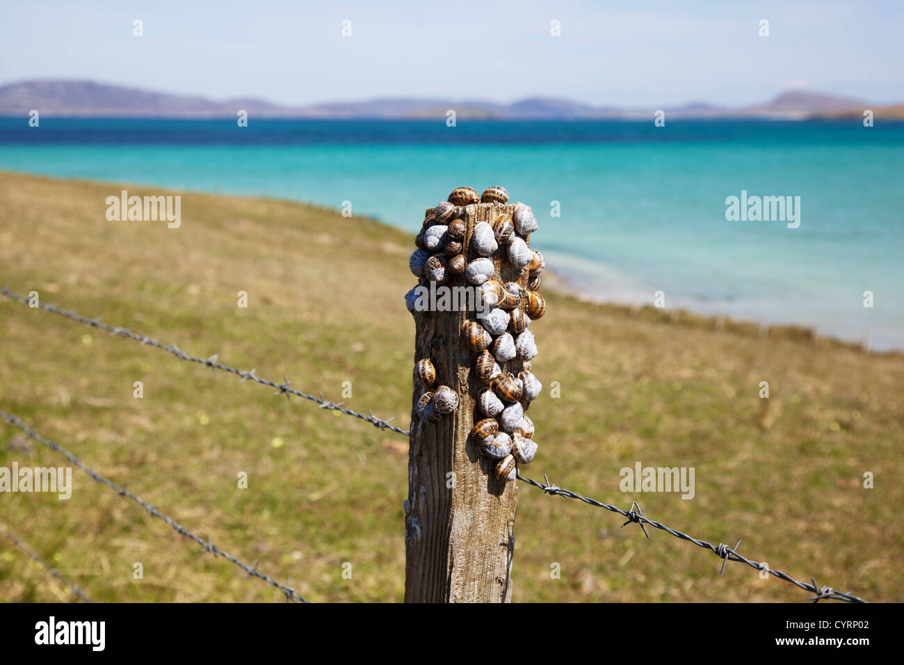 Lumache su una staccionata in legno post, Barra, Ebridi Esterne, Scotland, Regno Unito Foto Stock