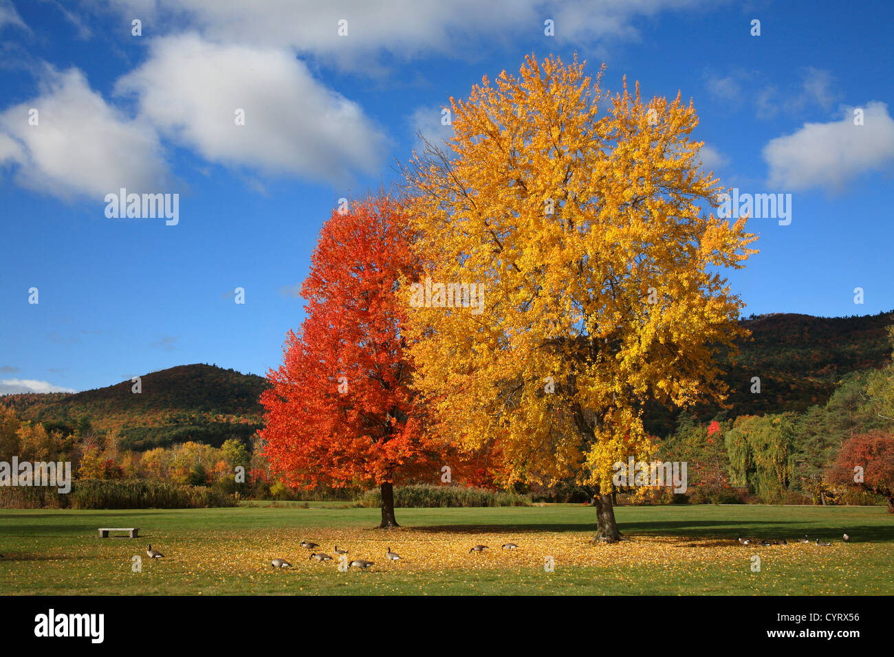 Due alberi esplode con i colori dell'autunno, Battlefield Park, Lake George, Montagne Adirondack, New York, Stati Uniti d'America Foto Stock