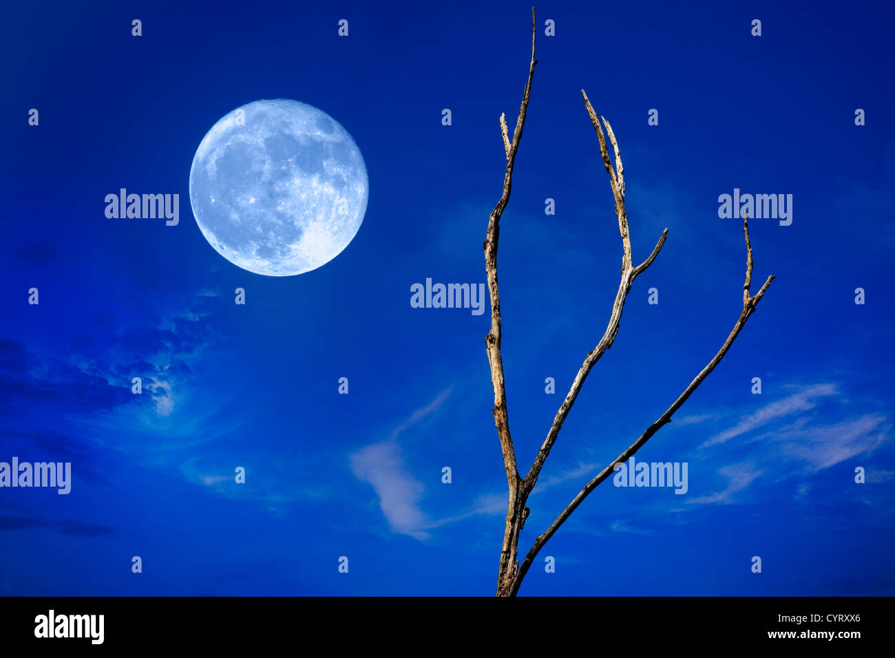 Una luna piena in aumento contro un profondo blu del cielo al crepuscolo con Wispy nuvole e un albero sfrondato, questo è un composito digitale Foto Stock