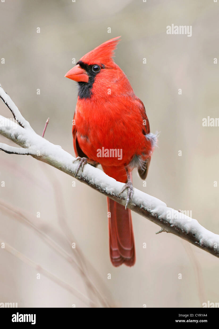 Un uccello rosso, il nord del Cardinale maschio in inverno, Cardinalis cardinalis Foto Stock