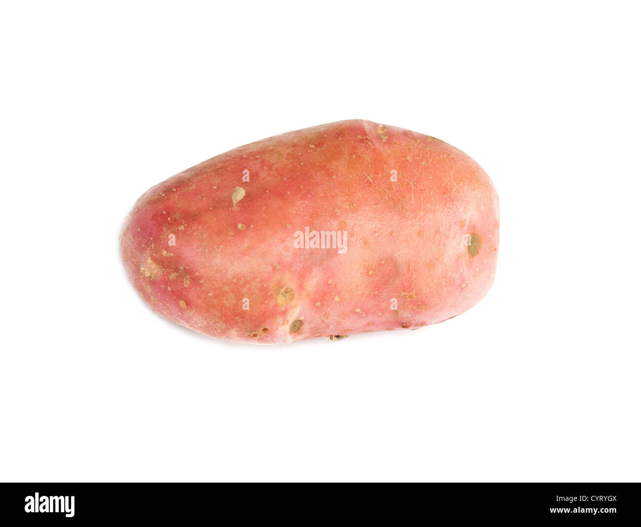 Una patata rossa isolato su uno sfondo bianco Foto Stock