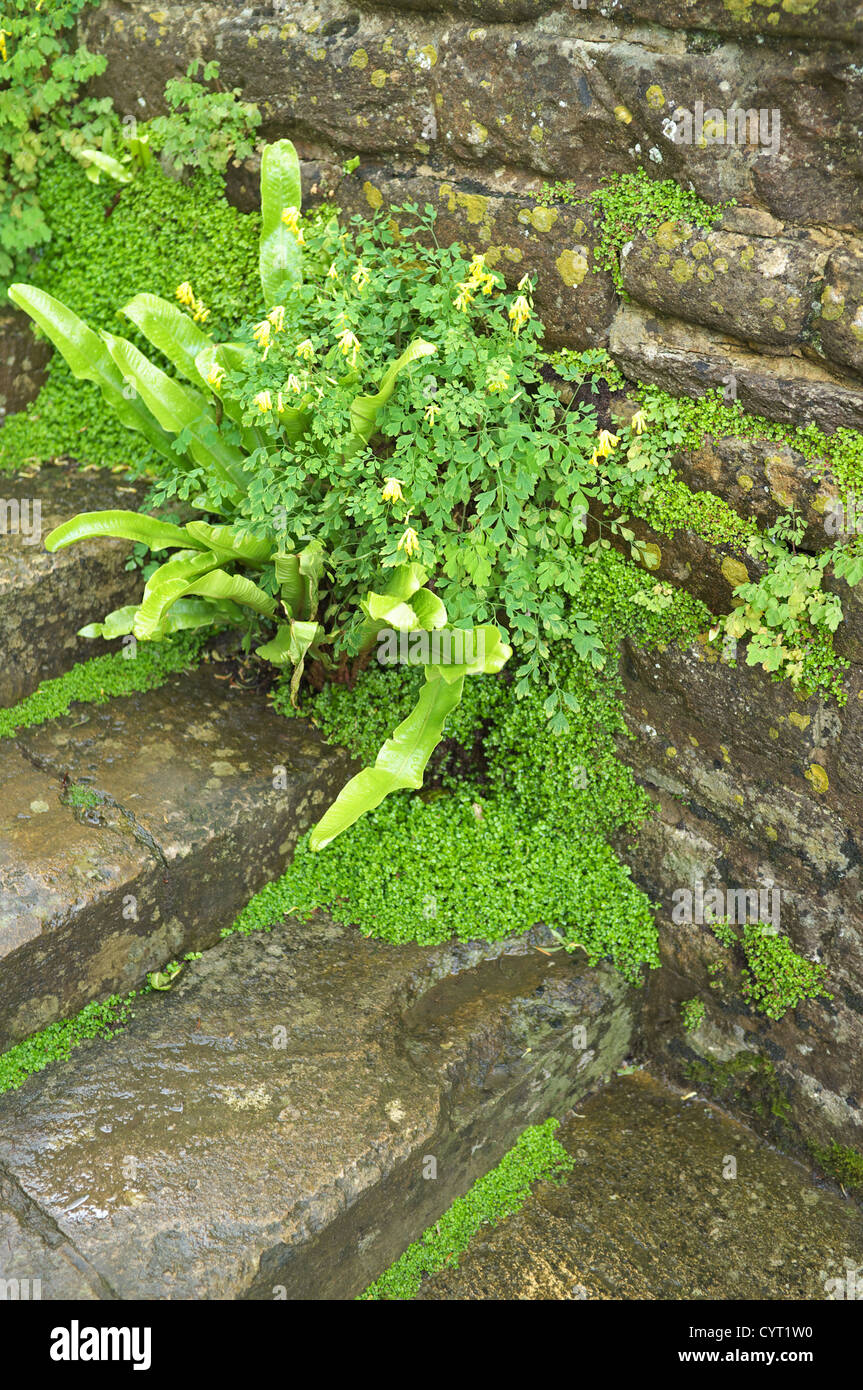 Hart Felce Lingua crescente a gradini in pietra, England, Regno Unito Foto Stock