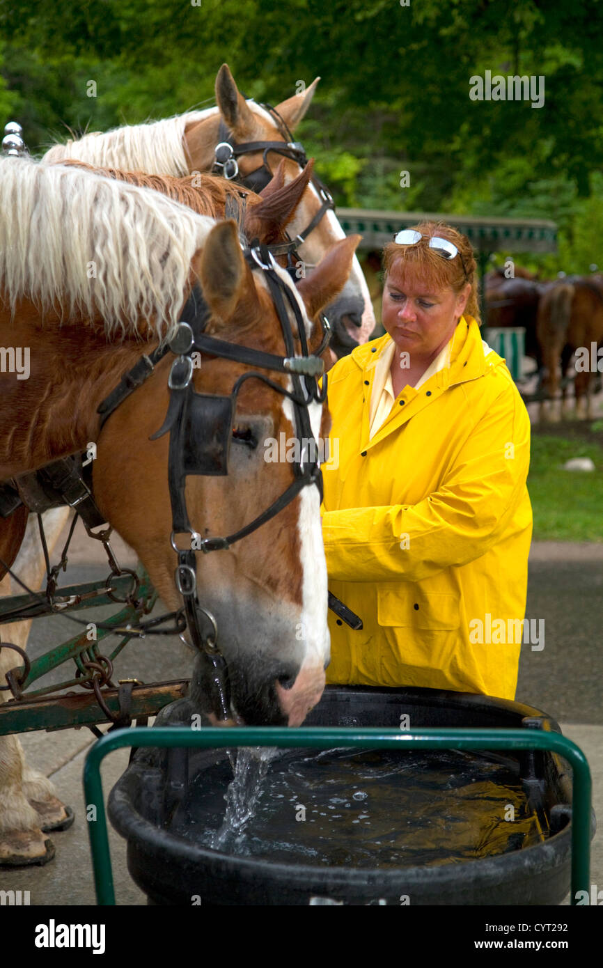 Progetto di cavalli venivano innaffiate sull isola di Mackinac situato nel Lago Huron, Michigan, Stati Uniti d'America. Foto Stock