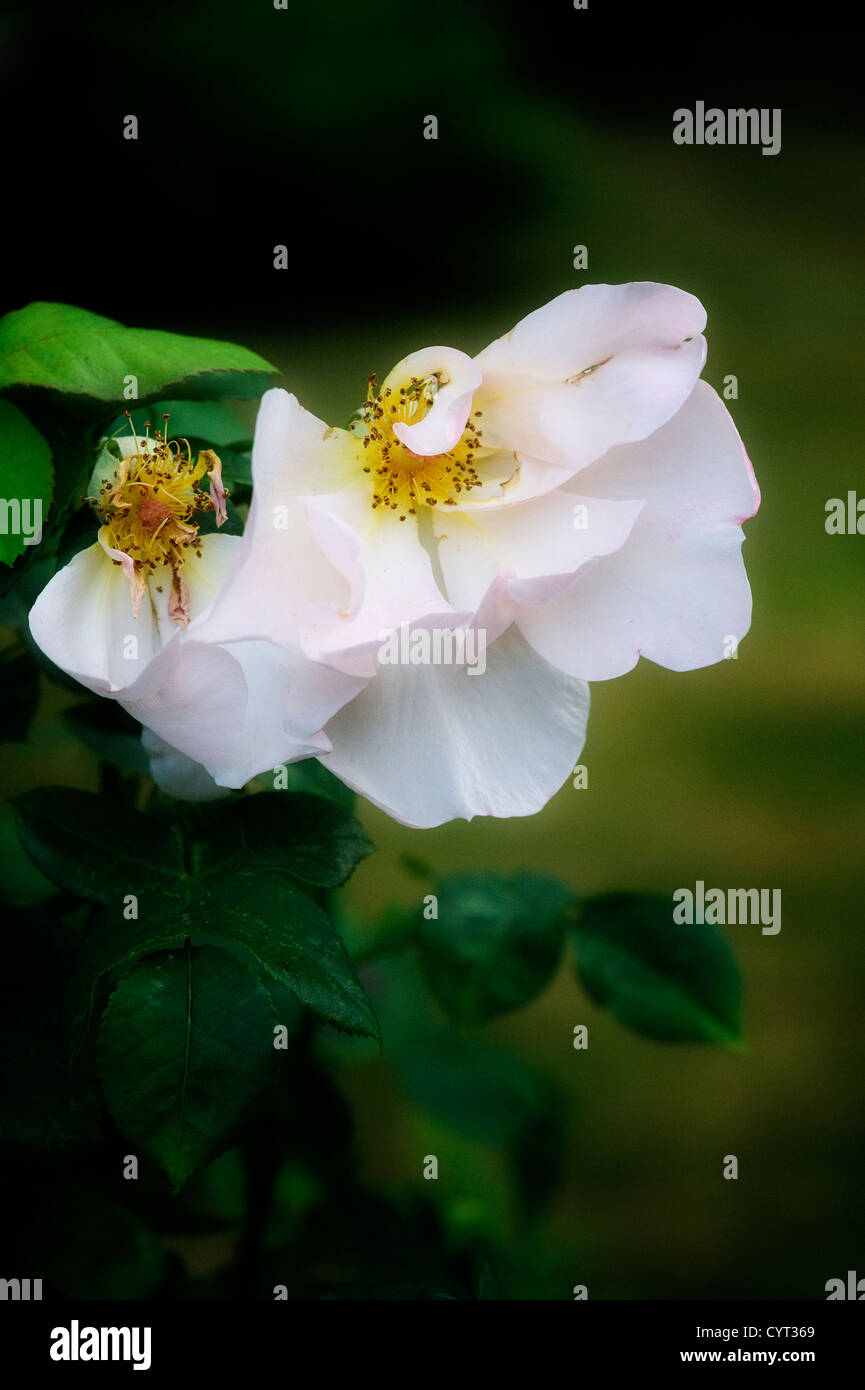 Morendo Bianco Garden Rose in un giardino inglese Foto Stock