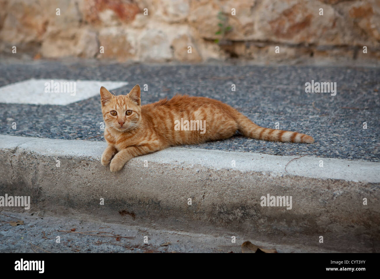 Street tabby cat giace sul асфольте e guarda Foto Stock