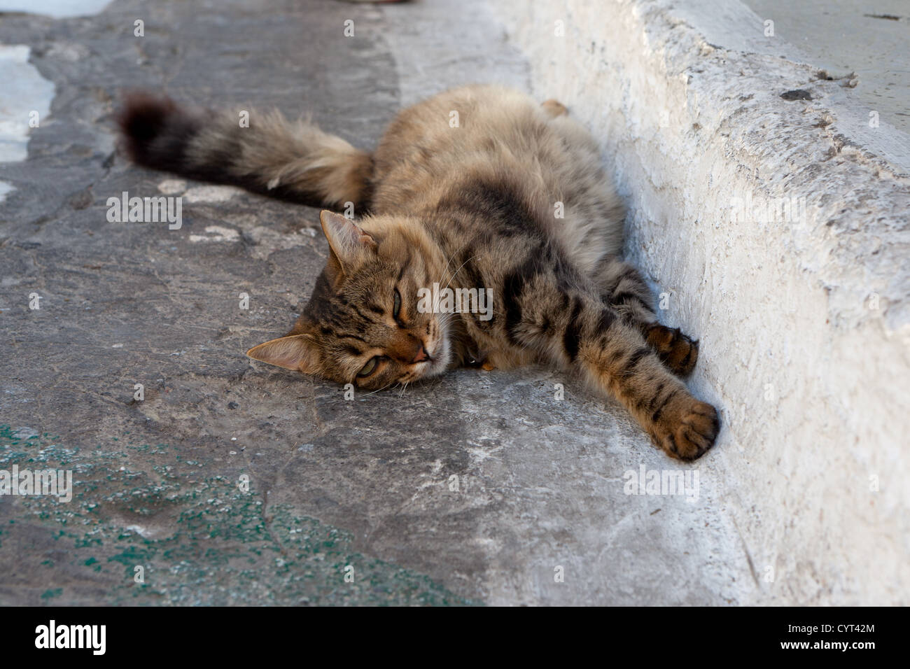 Street tabby cat giace sul асфольте e posti letto Foto Stock
