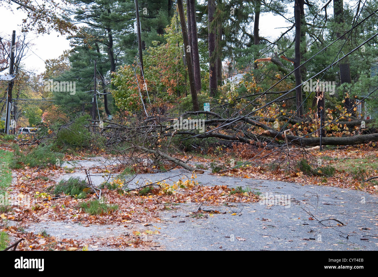 Danni causati dall'uragano in sabbia Tenafly, New Jersey, USA. Un albero caduto ha tolto i cavi di utilità. Foto Stock