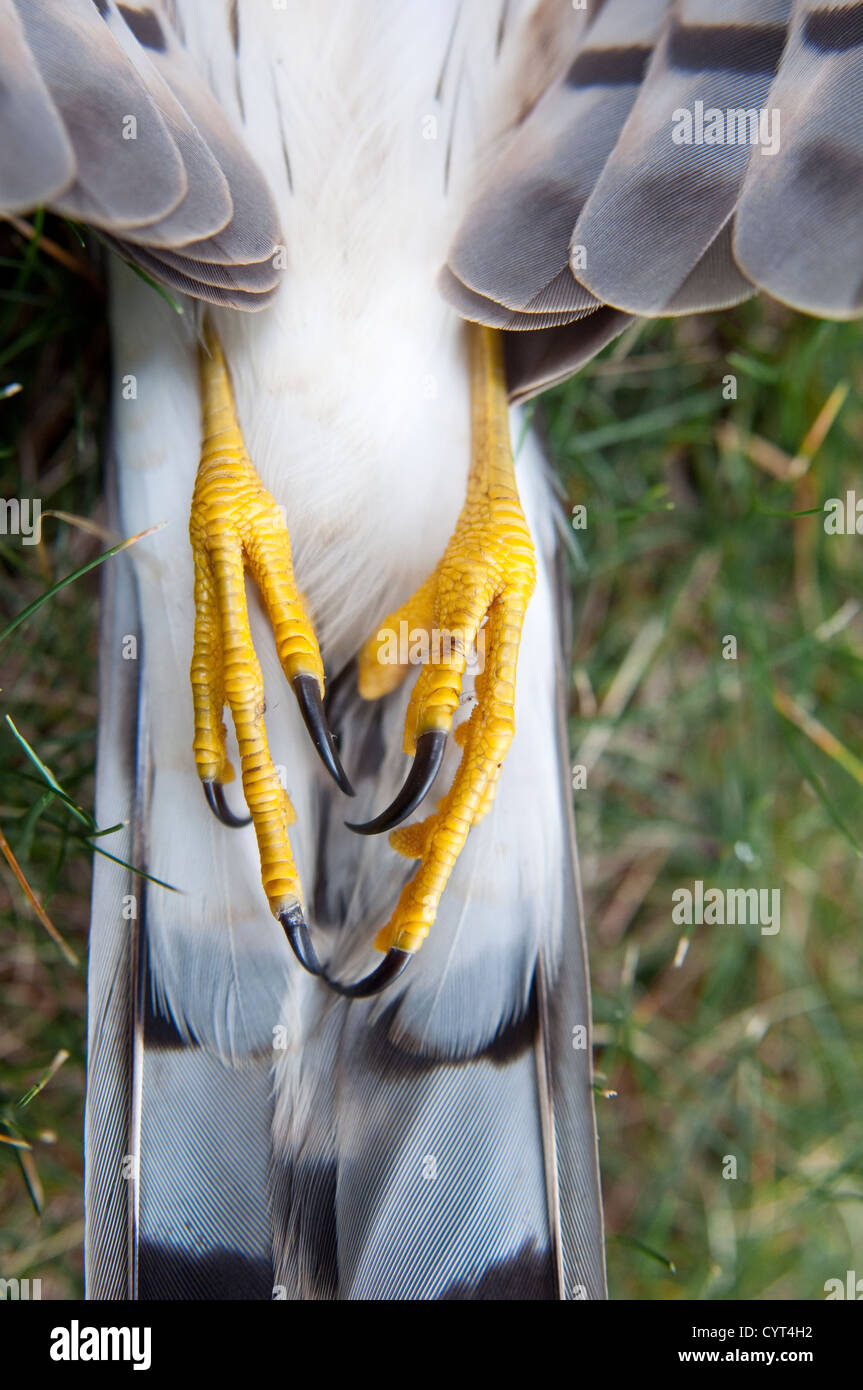 Un bambino morto sharp-shinned hawk, ucciso colpendo la finestra di una casa in Tenafly, New Jersey, USA. Foto Stock