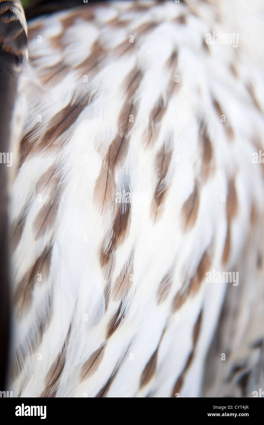 Un bambino morto sharp-shinned hawk, ucciso colpendo la finestra di una casa in Tenafly, New Jersey, USA. Foto Stock