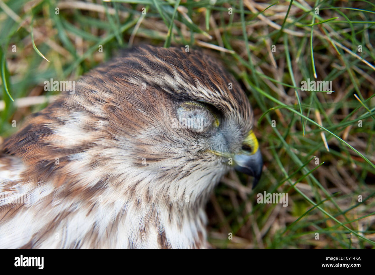 Un bambino morto sharp-shinned hawk, ucciso colpendo la finestra di una casa in Tenafly, New Jersey, USA. Foto Stock