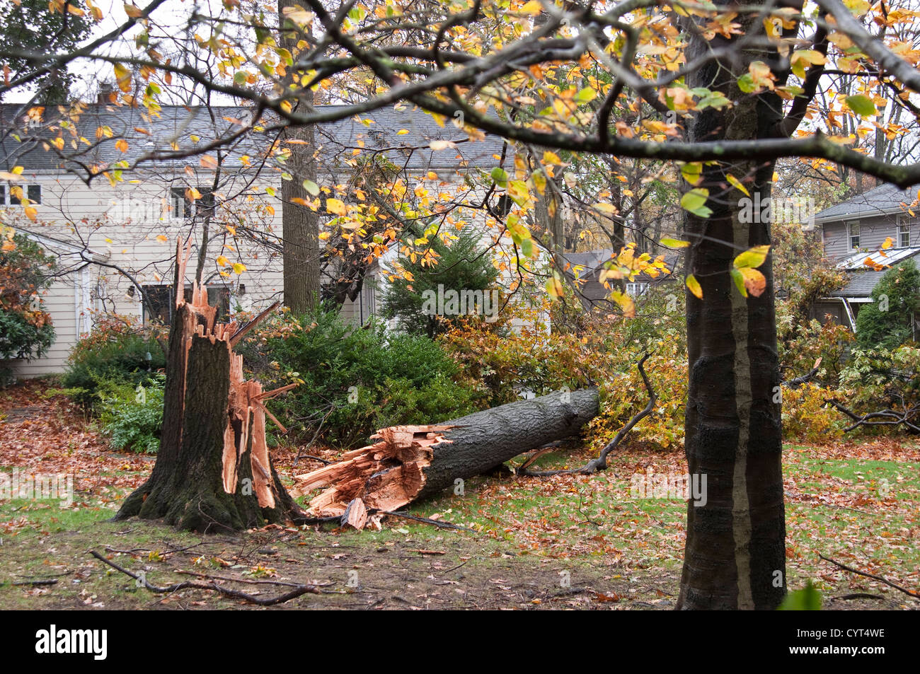 Danni causati dall'uragano in sabbia Tenafly, New Jersey, USA. Un albero caduto che evitato di colpire una casa. Foto Stock